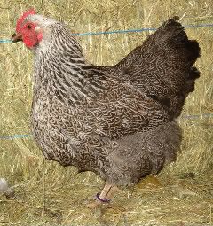 5-hen-purplelta.jpg