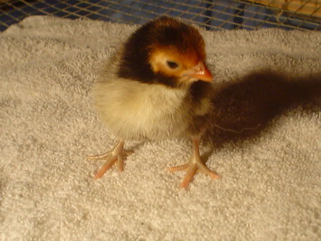 bantams004.jpg
