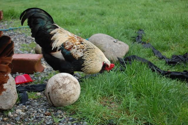 roosterpics002.jpg