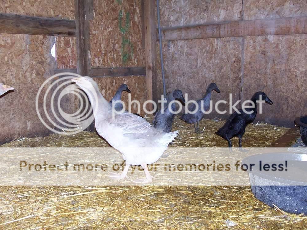 gooseduck5week.jpg