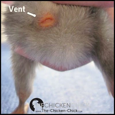 vent.jpg