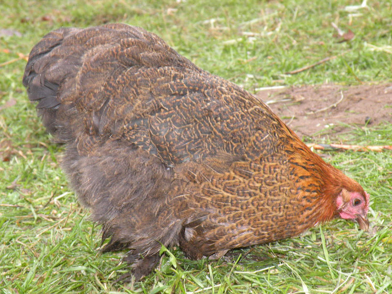 DSCN1480.jpg