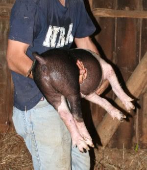 pig2.jpg