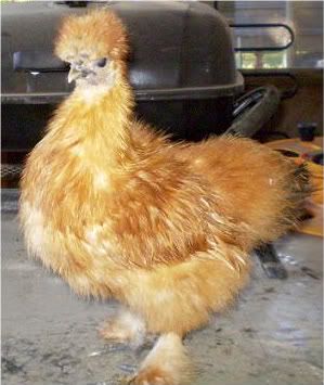 Silkies003.jpg
