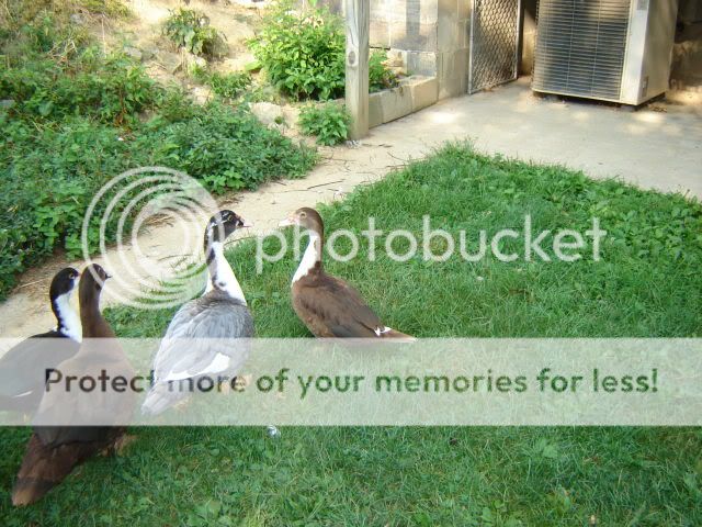 chicksandducks005.jpg