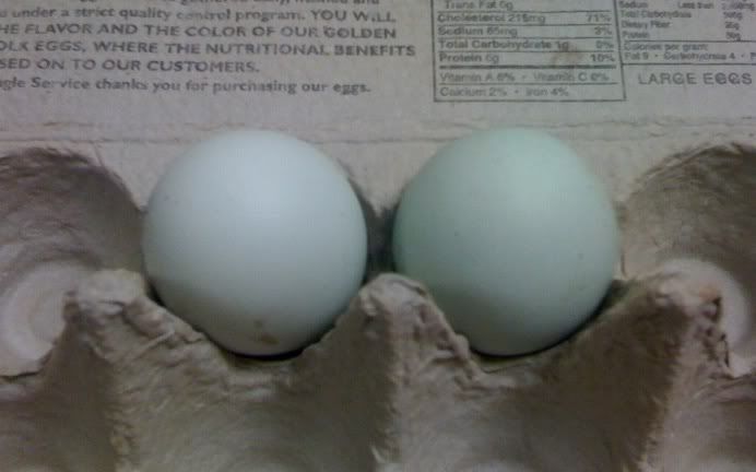 ameraucanaeggs.jpg