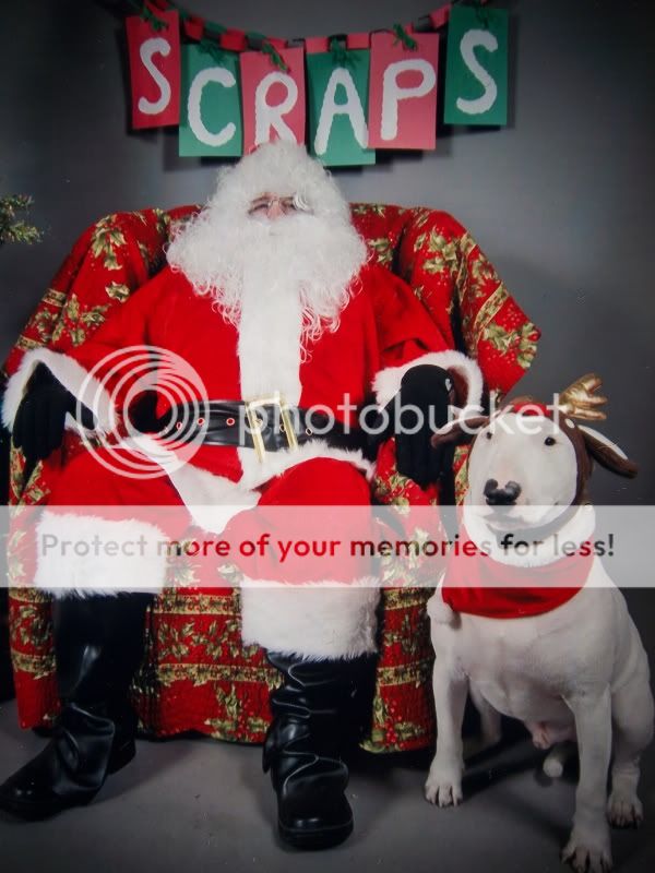 waggychristmas-1.jpg