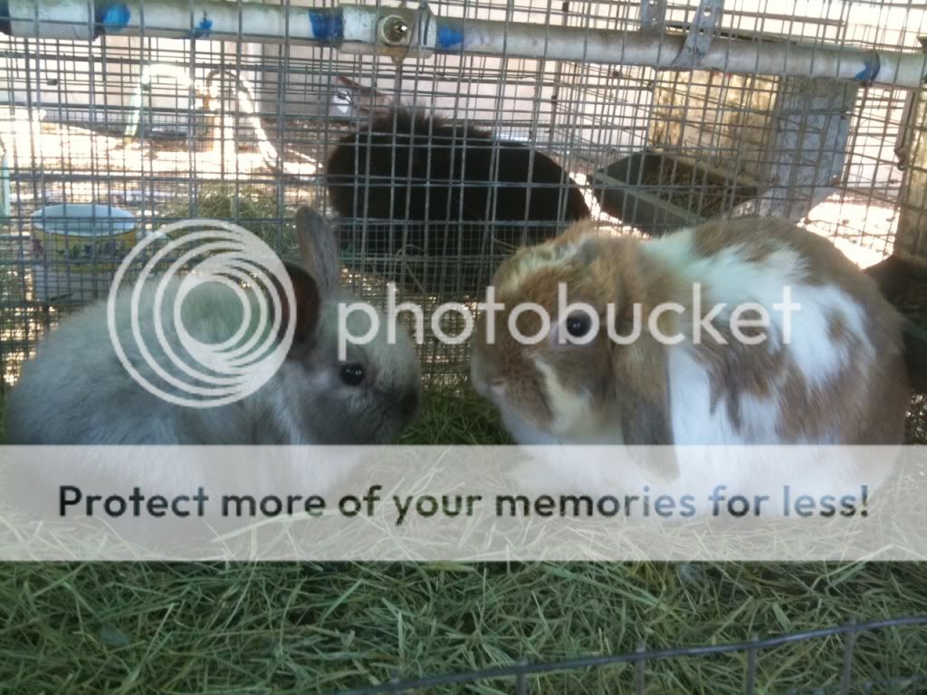 bun.jpg