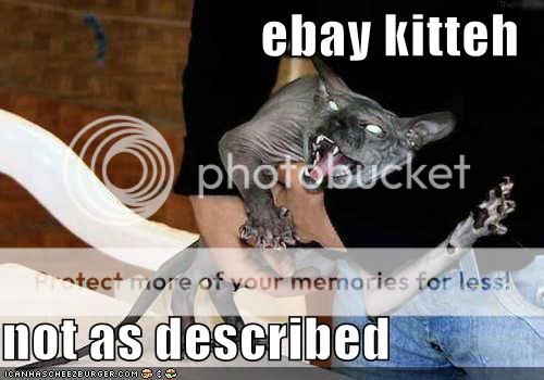 funny-pictures-crazy-ebay-cat.jpg