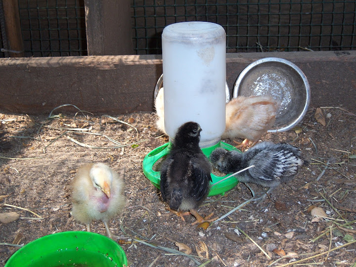 chicks%20outside%21.JPG