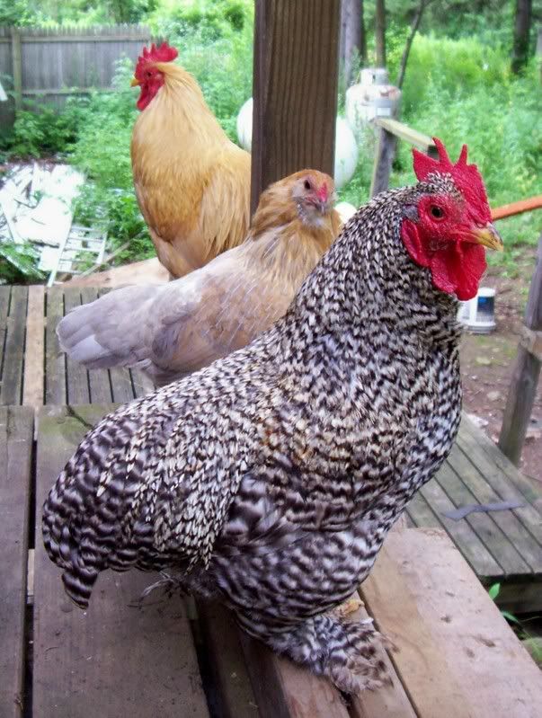 louieruandcorn.jpg