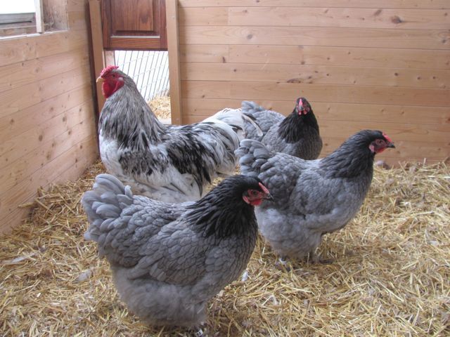50x50px-ZC-e1fcba00_WysSplashhens1.jpeg