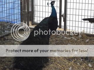 peacockbksh.jpg