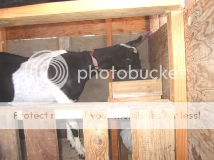MilkingStation.jpg
