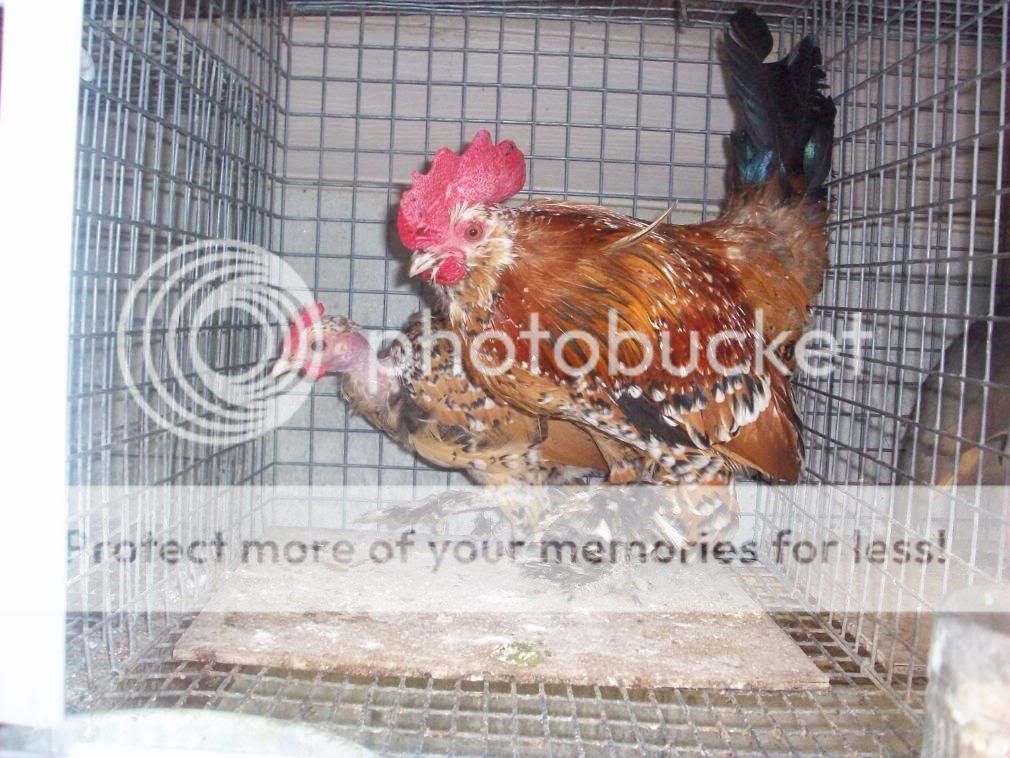 chickens070.jpg