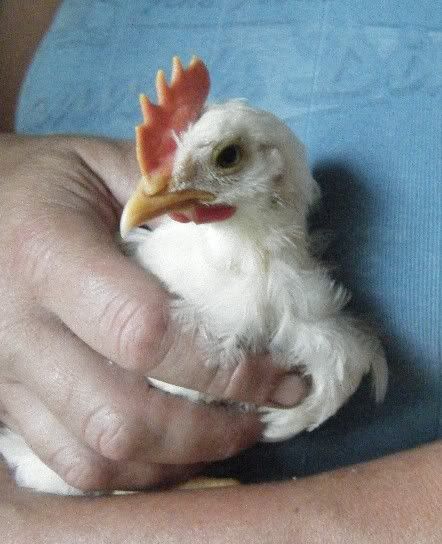 chickensfathersday149.jpg