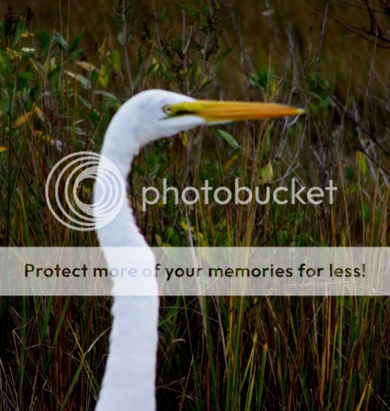 egret4.jpg