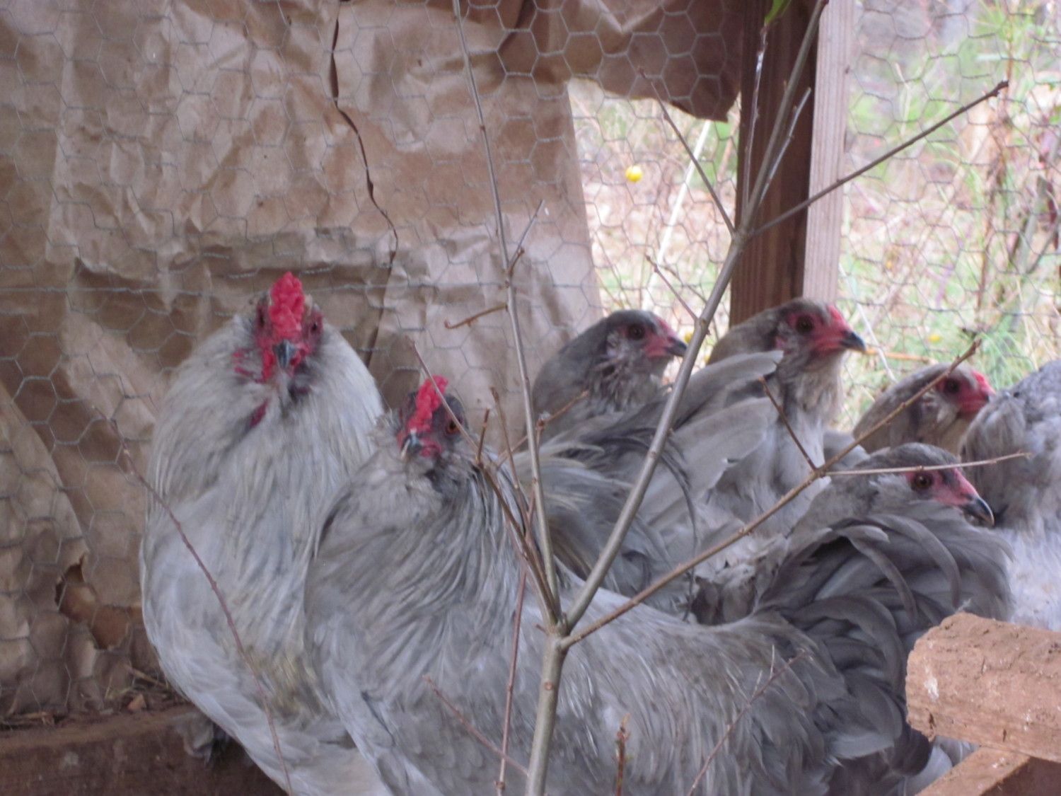 60x60px-ZC-5e553893_lavamflock.jpeg