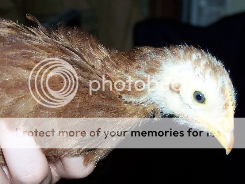 chickensex029.jpg