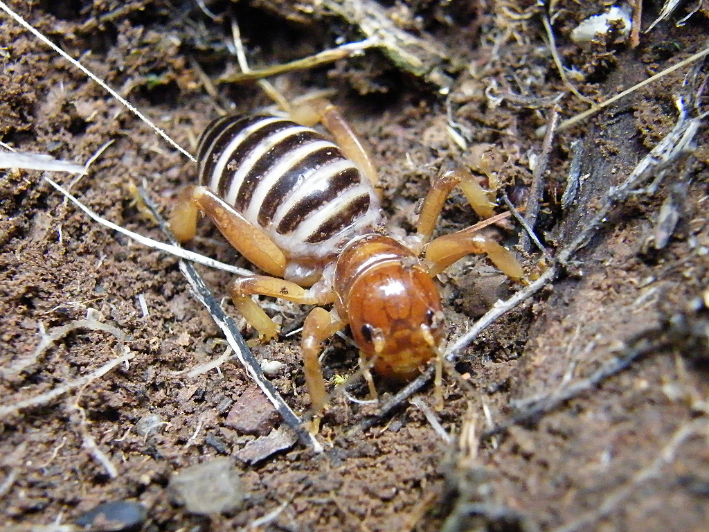 Jerusalem_Cricket-med.jpg