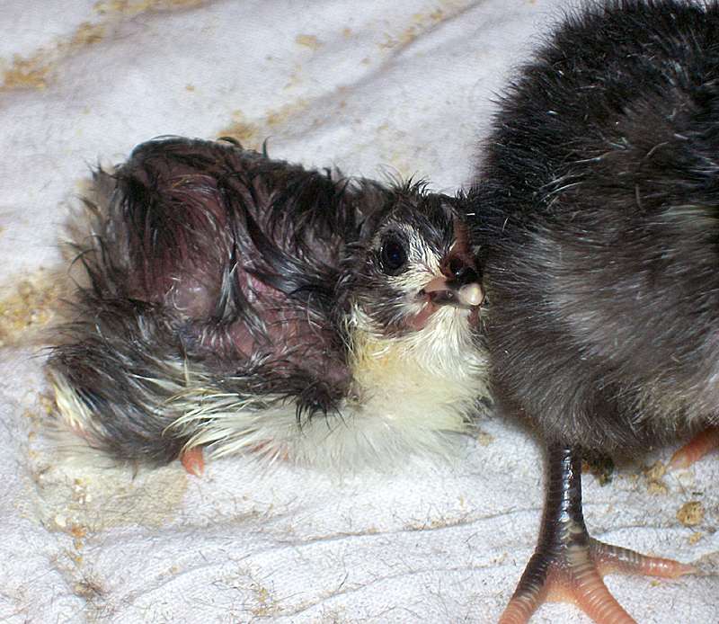 Chick7inbrooder.jpg