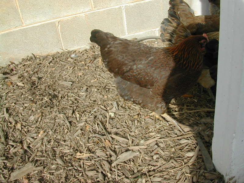 whatkindahen001.jpg