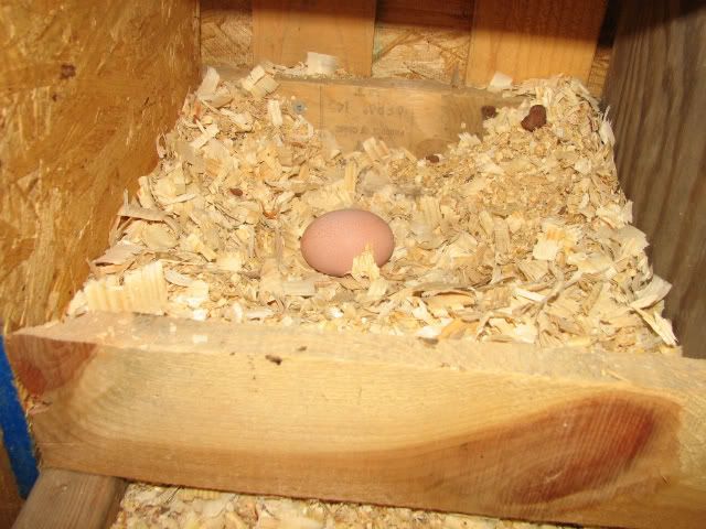 Firstegg001.jpg