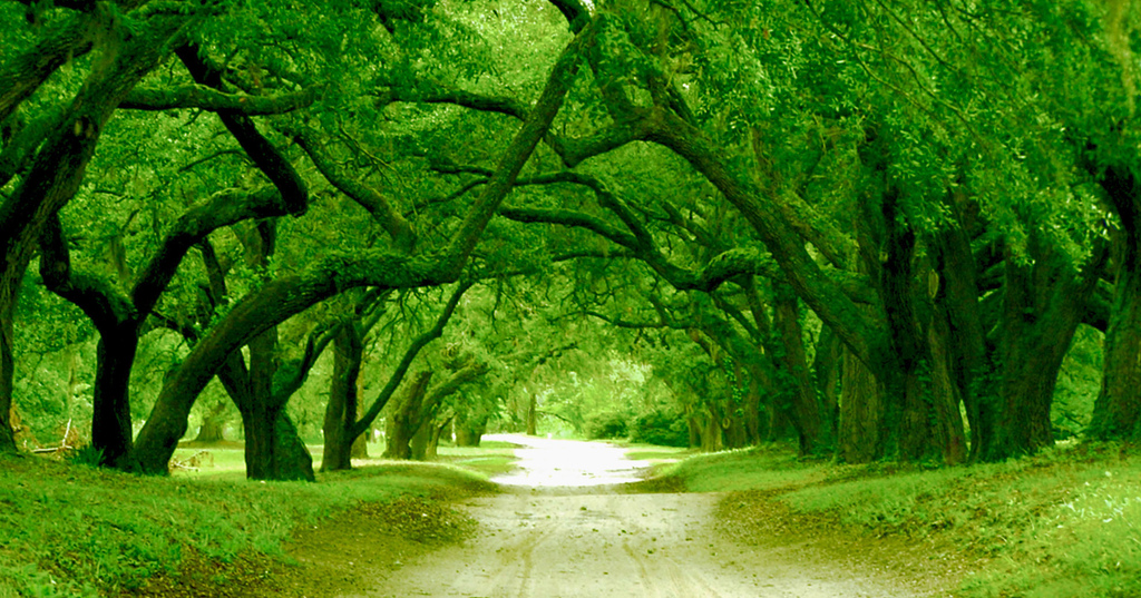 Orton_Plantation_driveway.jpg