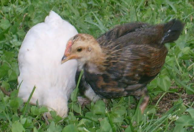chickenstoday050.jpg