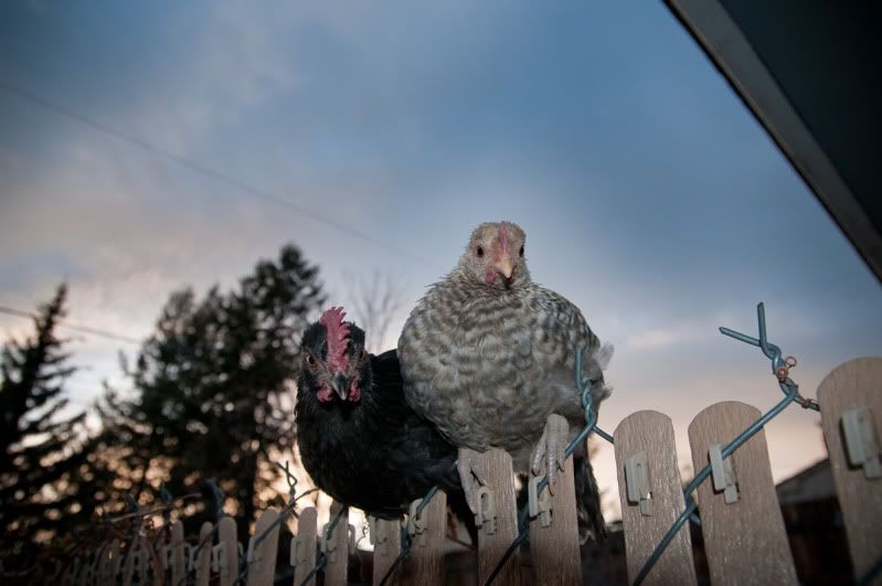 rooster-3.jpg