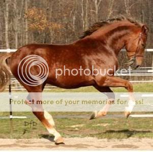 canter.jpg
