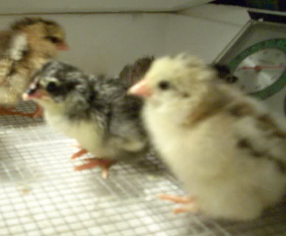 BabyChicks-03-09-2008-Fuzzies004.jpg