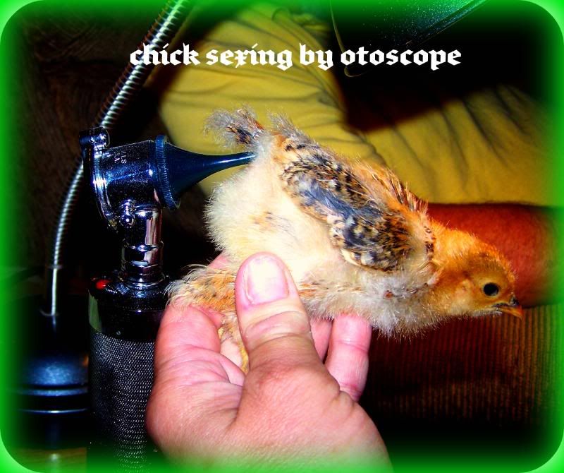 chicksexing04.jpg