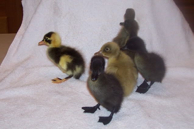 20100512DucksRunner_2-w.jpg