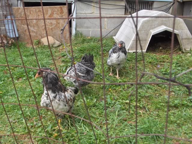 newchicks006.jpg