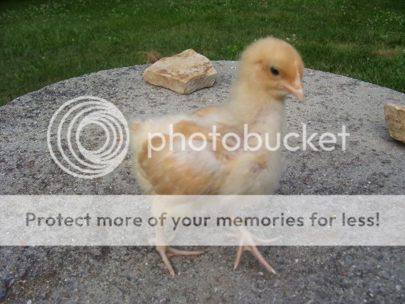 Chicks046.jpg