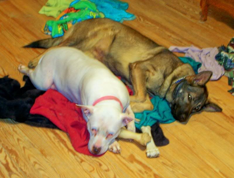 buddies1.jpg