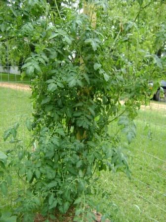 garden14.jpg