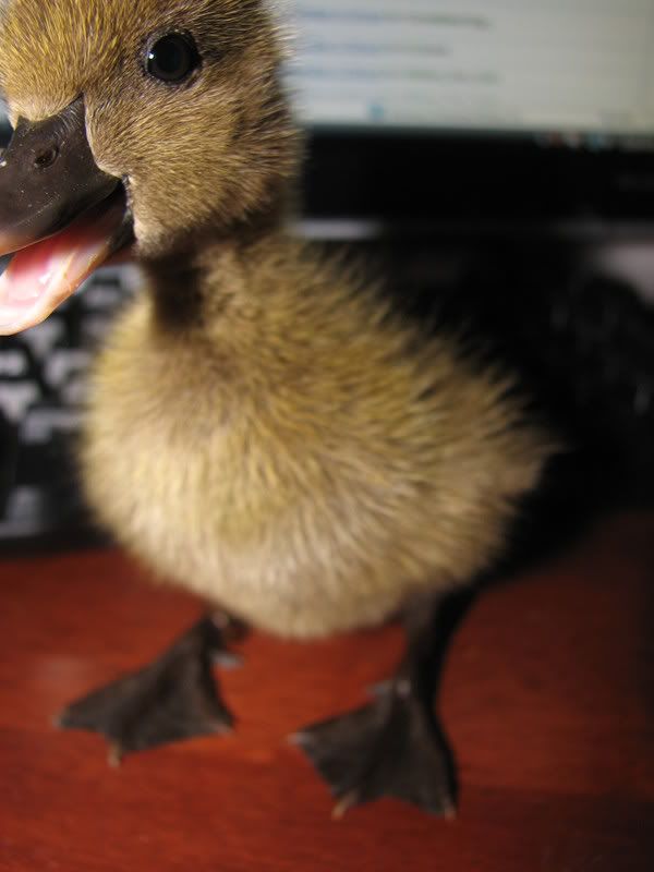 duckcoop021.jpg