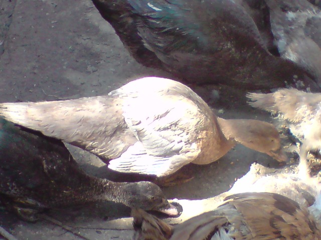 BIG_0009240995.jpg