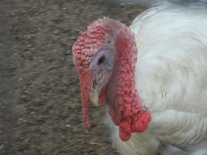 Screamer091707b.jpg