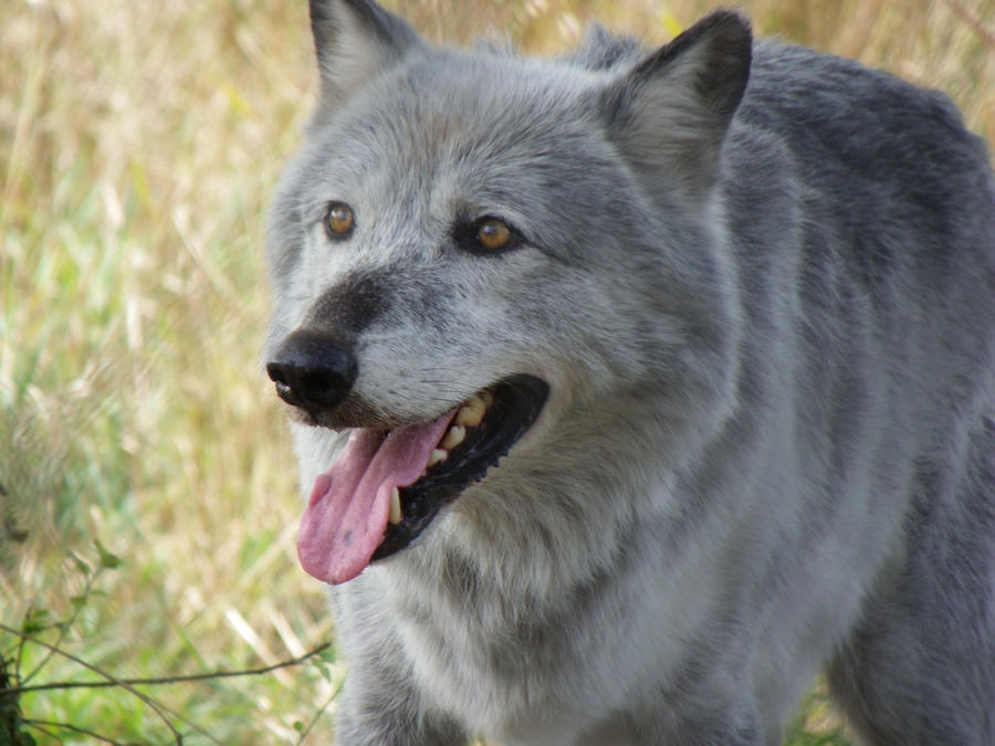 Happy_Wolf_by_Cocytus_Crocus.jpg