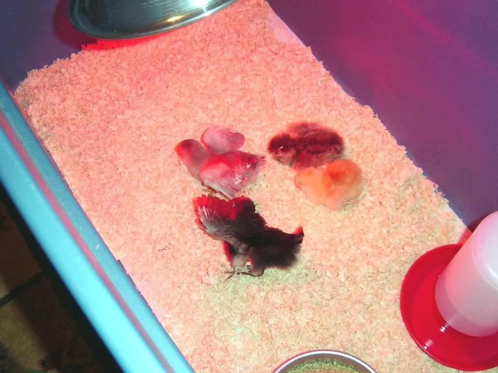 NewBabies2008001.jpg