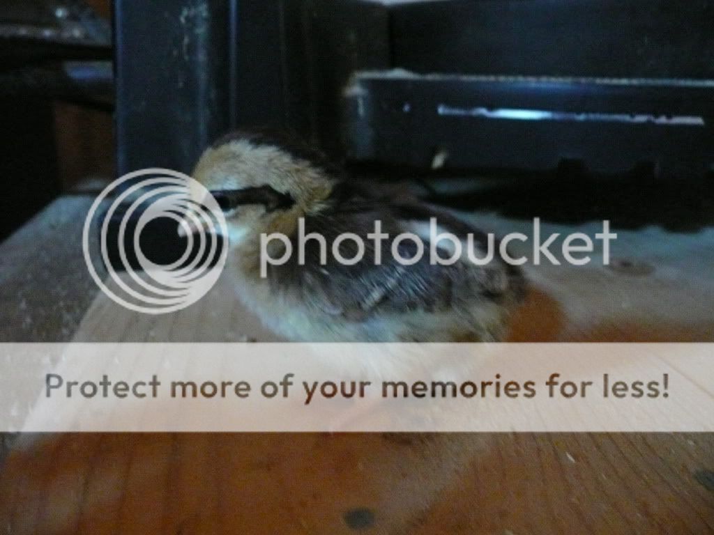 Picture022.jpg