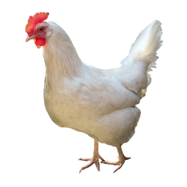 Leghorn-Hen.jpg