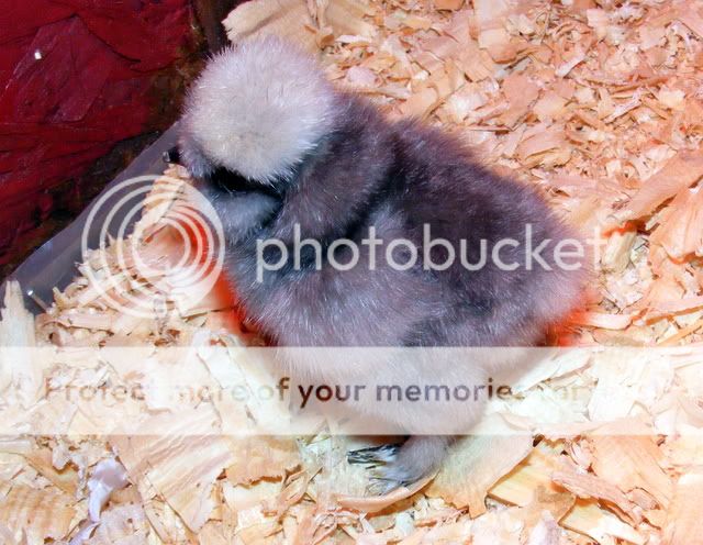 chicks004-1.jpg