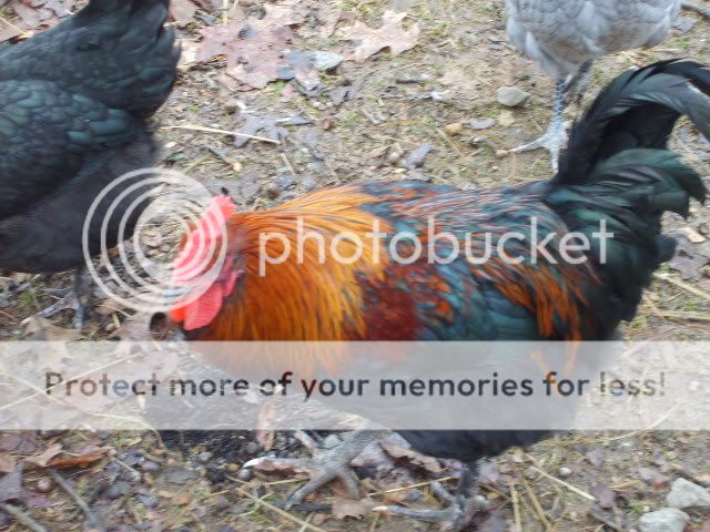 1-21-10flock024.jpg
