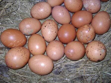 wellsummereggs1.jpg
