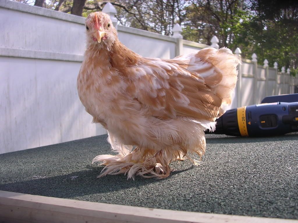 cochins045.jpg