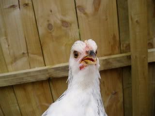 Hens023.jpg